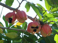 Ackee Fruit