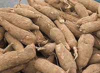 Cassava