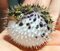 Fugu
